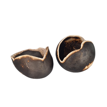 Zemna Školjka - Aardeschelp